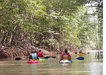 Mangrove Tour Costa Rica