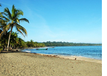 manzanillo limon
