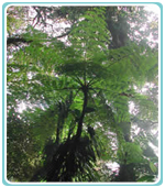 Bosque Nuboso Costa Rica