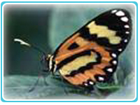 Butterfly Costa Rica