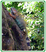 Caribbean Tours Costa Rica