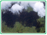 Bosque Nuboso - Costa Rica