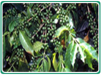 Café - Costa Rica