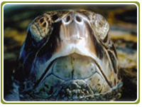 Ecotourism Costa Rica