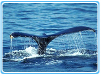 Ecotourism Costa Rica