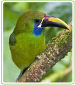 costa rica fauna