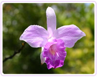 costa rica flora