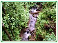 Monteverde Tour Costa Rica