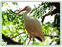 Paloverde Costa Rica