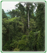 Rainforest Costa Rica