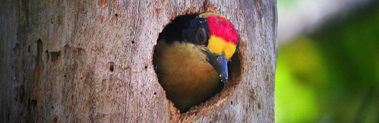 Observación de aves