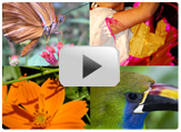 Costa Rica Corporate Video