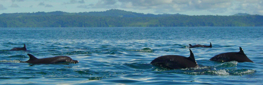En busca de los delfines