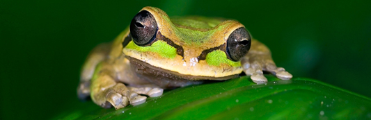 Costa Rica Frog Watching