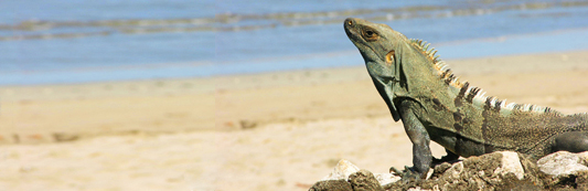 Green Iguana