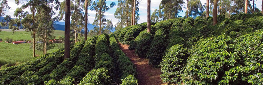 Macadamia Plantation