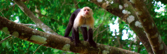 Costa Rica Monkey Watching