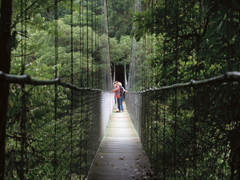 Hanging Bridges in Monteverde Hanging Bridges in Monteverde