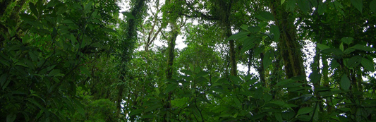 Monteverde Reserve