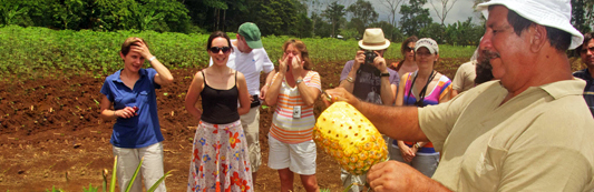 Pineapple Tour
