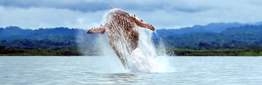 Observación de Ballenas