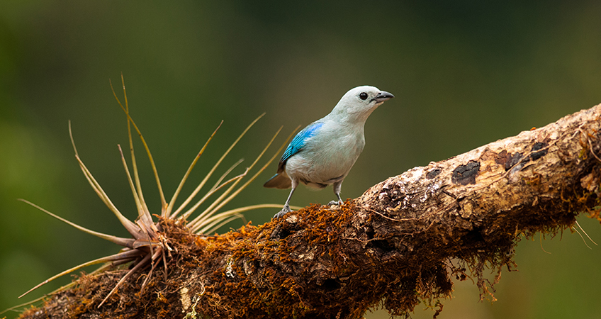 Batsu Birding & Photography Garden