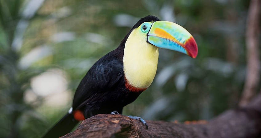 Costa Rica was recognized as the best wildlife and nature destination 2019