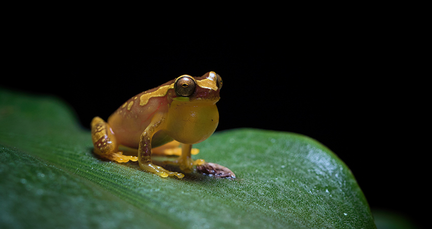 Monteverde night tour 