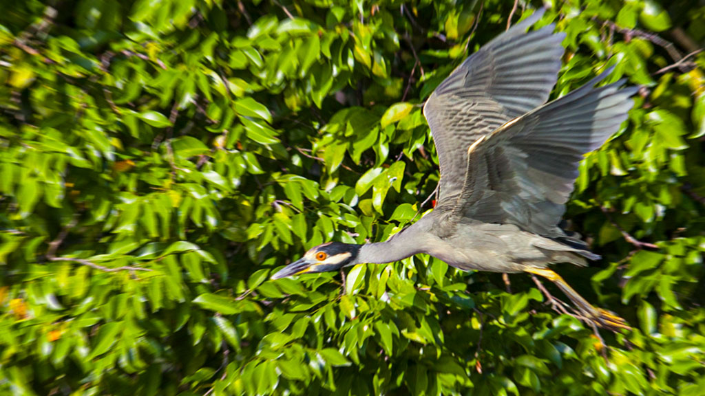 Digital birding catalogue