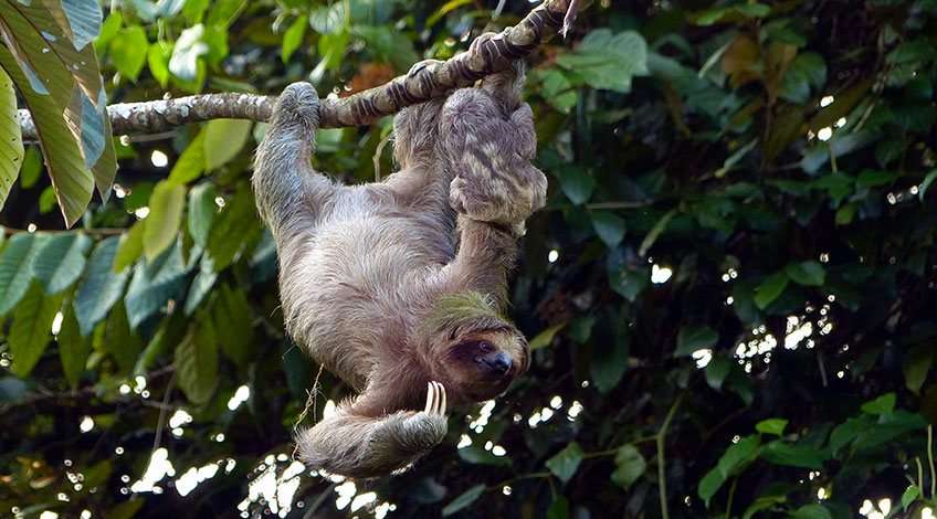 Sloth Tour in Arenal Volcano at Fortuna Costa Rica