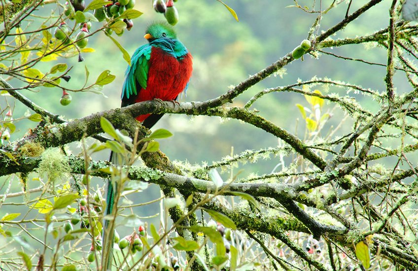 Bird Watching in Costa Rica, Tour Operator in Costa Rica