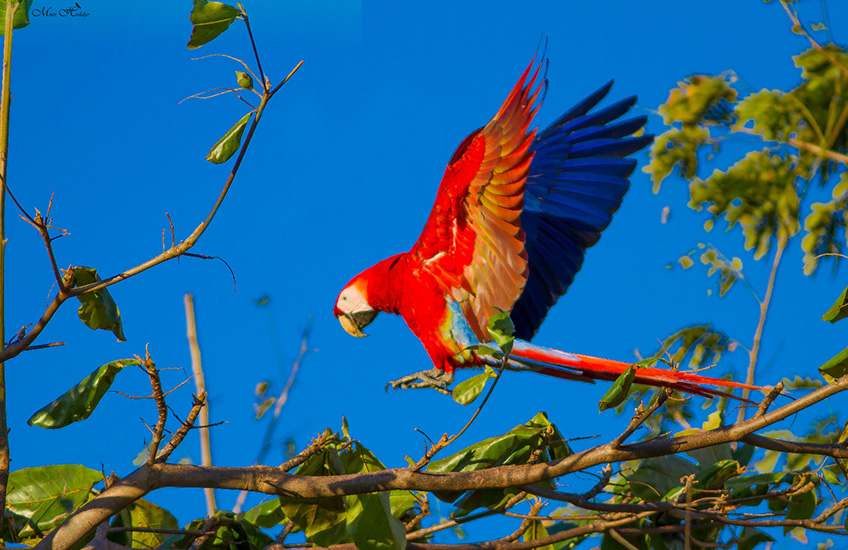 Bird Watching in Costa Rica, Tour Operator in Costa Rica
