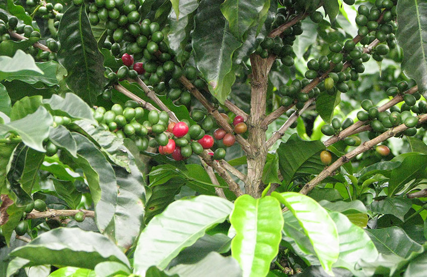 Coffee Costa Rica