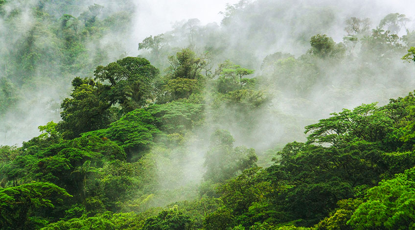 Image result for monteverde cloud forest images
