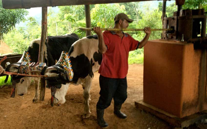 A cowherd working with his oxen in the sugar mill.