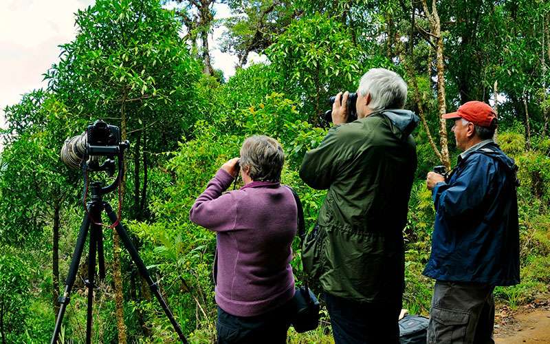 Bird Watching in Costa Rica, Tour Operator in Costa Rica