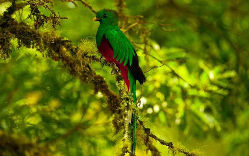 Birdwatching, Quetzal in San Gerardo de Dota Costa Rica