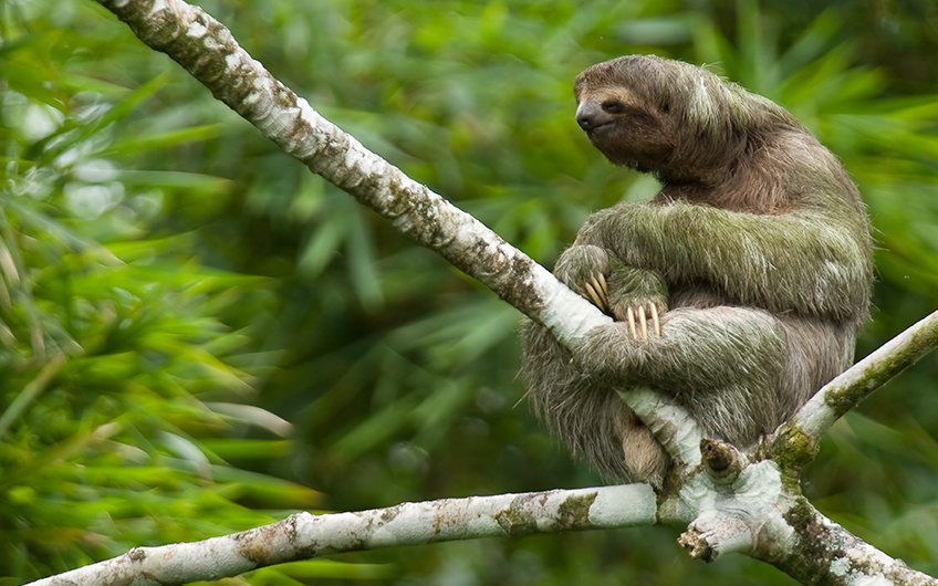 Travel Guide: See Sloths in Sloth Santuary of Costa Rica in Cahuita, Limón