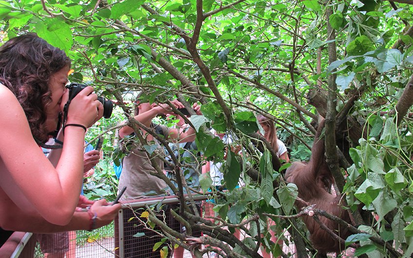 ourists photograph a sloth in a Costa Rican wildlife sanctuary. The sloth clings to tree branches amidst dense greenery, showcasing the country's rich biodiversity. The scene highlights responsible wildlife tourism, with visitors observing the sloth from a safe distance, capturing its natural habitat on camera.