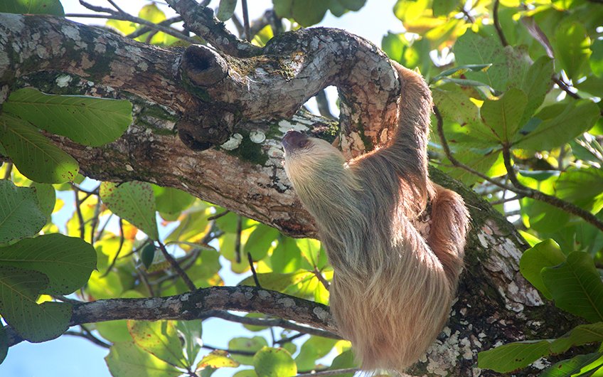 A sloth hangs gracefully from a tree branch in Costa Rica, bathed in sunlight. The scene captures its distinctive slow movement and relaxed posture amid lush green leaves, showcasing the natural beauty of its rainforest habitat. This image highlights Costa Rica's thriving wildlife and sloth conservation efforts.