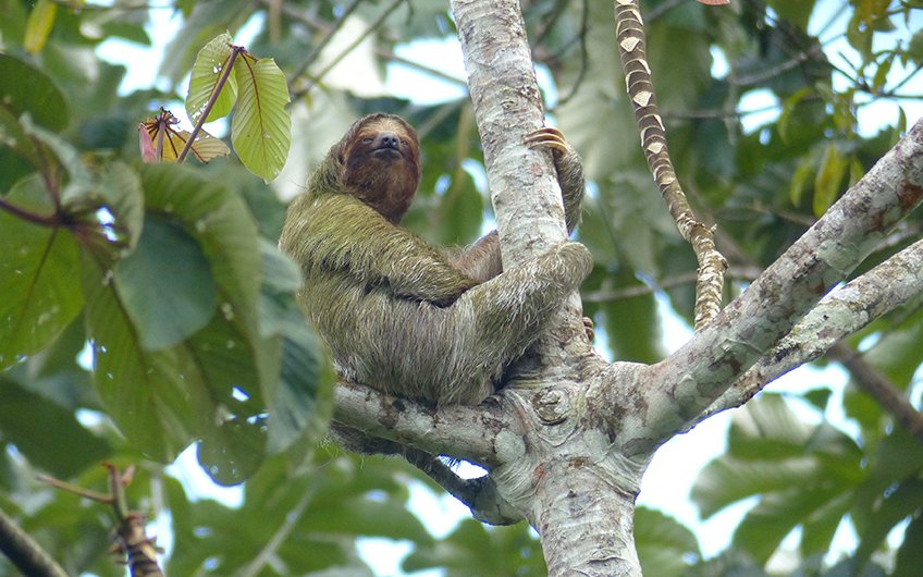 A sloth clings to a tree high in the canopy of a Costa Rican rainforest, surrounded by lush green leaves. The image showcases the sloth's natural behavior and distinctive fur, which helps it blend into its environment. This photo highlights the unique wildlife of Costa Rica and the importance of rainforest conservation.