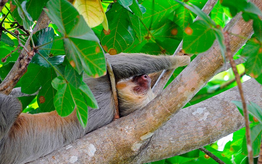 A sloth rests on a tree branch in the Costa Rican rainforest, stretching out its limbs while surrounded by vibrant green leaves. The image captures the sloth's relaxed posture and natural habitat, showcasing the tranquility of these unique mammals and highlighting the rich biodiversity found in Costa Rica's forests.