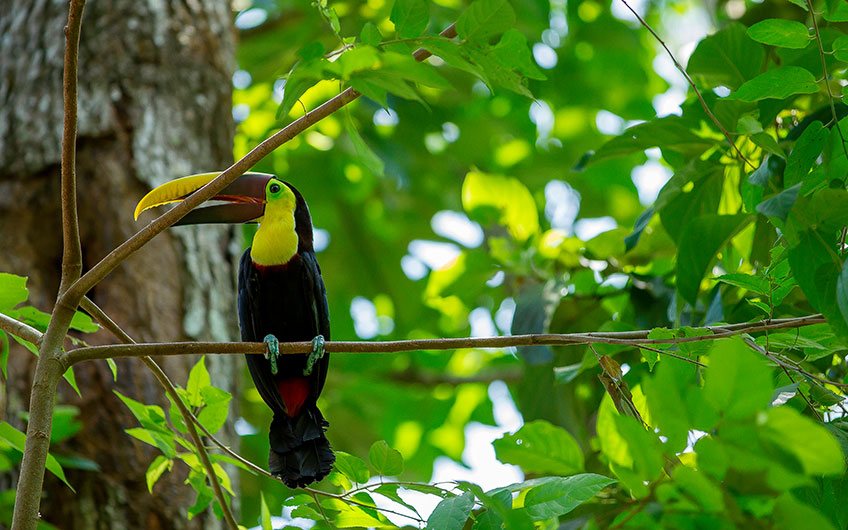 Vogelbeobachtung in Dominical und Uvita Costa Rica