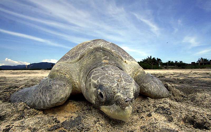 Turtlewatching Costa Rica