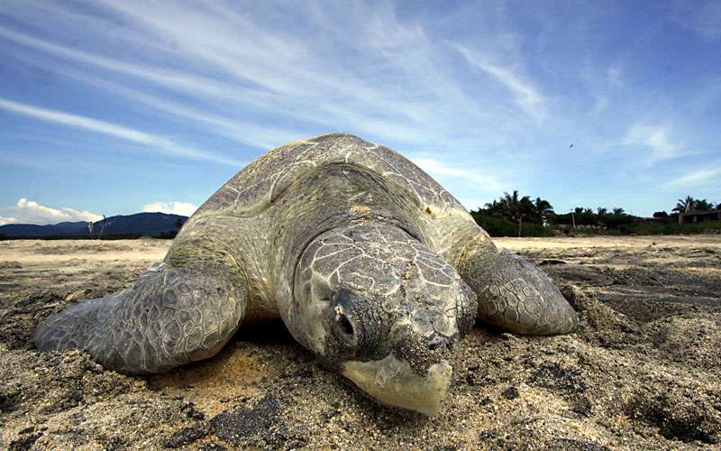 Schildkröten Expedition