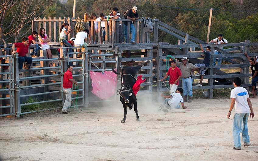 La monta de toros es una tradición local en Santa Cruz Guanacaste, donde la cultura de los "Sabaneros" sigue siendo fuerte y los lugareños disfrutan compartiéndola con extranjeros.