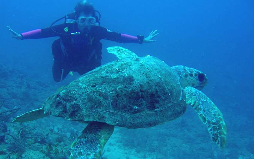 El buceo y el snorkeling en Guanacaste Costa Rica nos permite ver la abundante vida silvestre del Océano Pacífico. En la imagen una tortuga marina nadando alrededor.