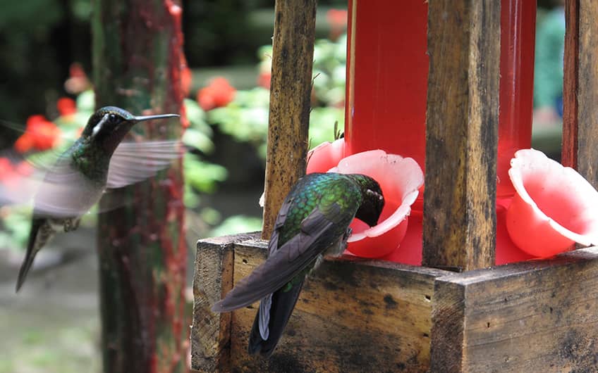 Monteverde Costa Rica, Kolibri Garten