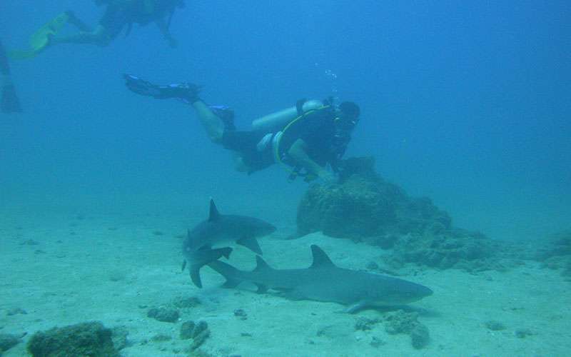 Isla del Caño, Costa Rica, Tauchen