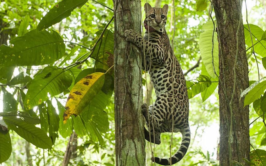 Jaguar Rettungsstation